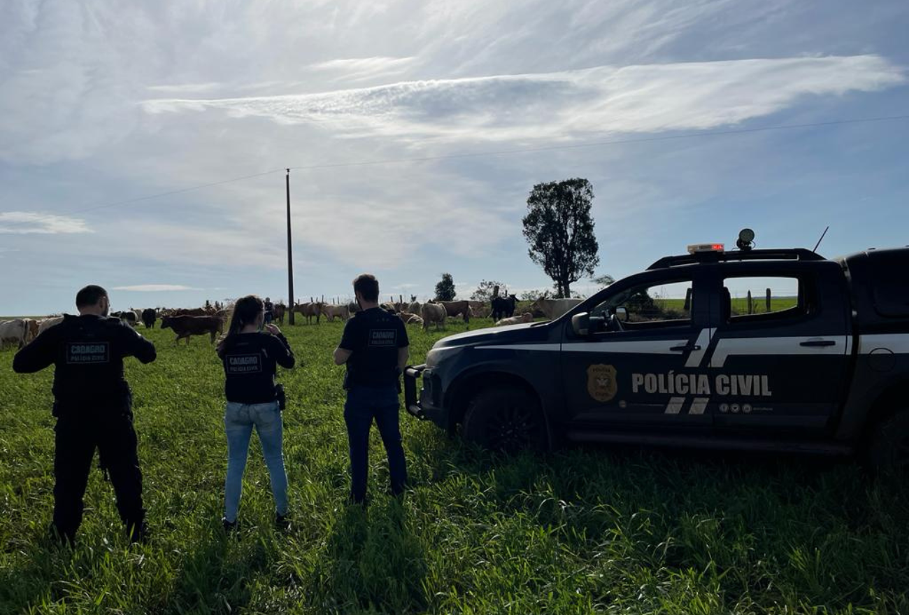 Investigação: Polícia Civil recupera cabeças de gado subtraídas em Abelardo Luz