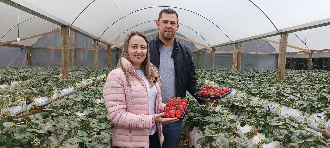 Lance no Campo: casal de Xaxim realiza o cultivo de morangos semi-hidropônicos em sua propriedade